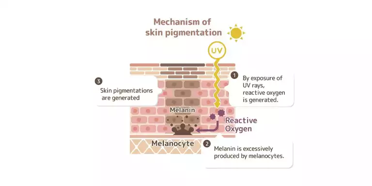 Mechanism Of Pigmentation